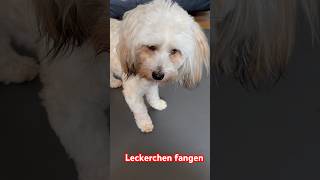 Dog#tricks #catch #löwchen #foryou #viral #funny #like