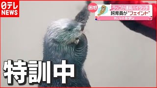 【ラッコ】“キラちゃん”に「いいね」7万件以上！ 飼育員のフェイントに…　三重・鳥羽水族館
