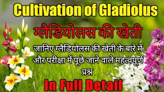 Cultivation of Gladiolus || Cultivation of Gladiolus || For Students #Gladiolus #Students #Floric... screenshot 3
