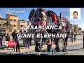 Casablanca street performance live an elephant in the mediterranean theatrical show