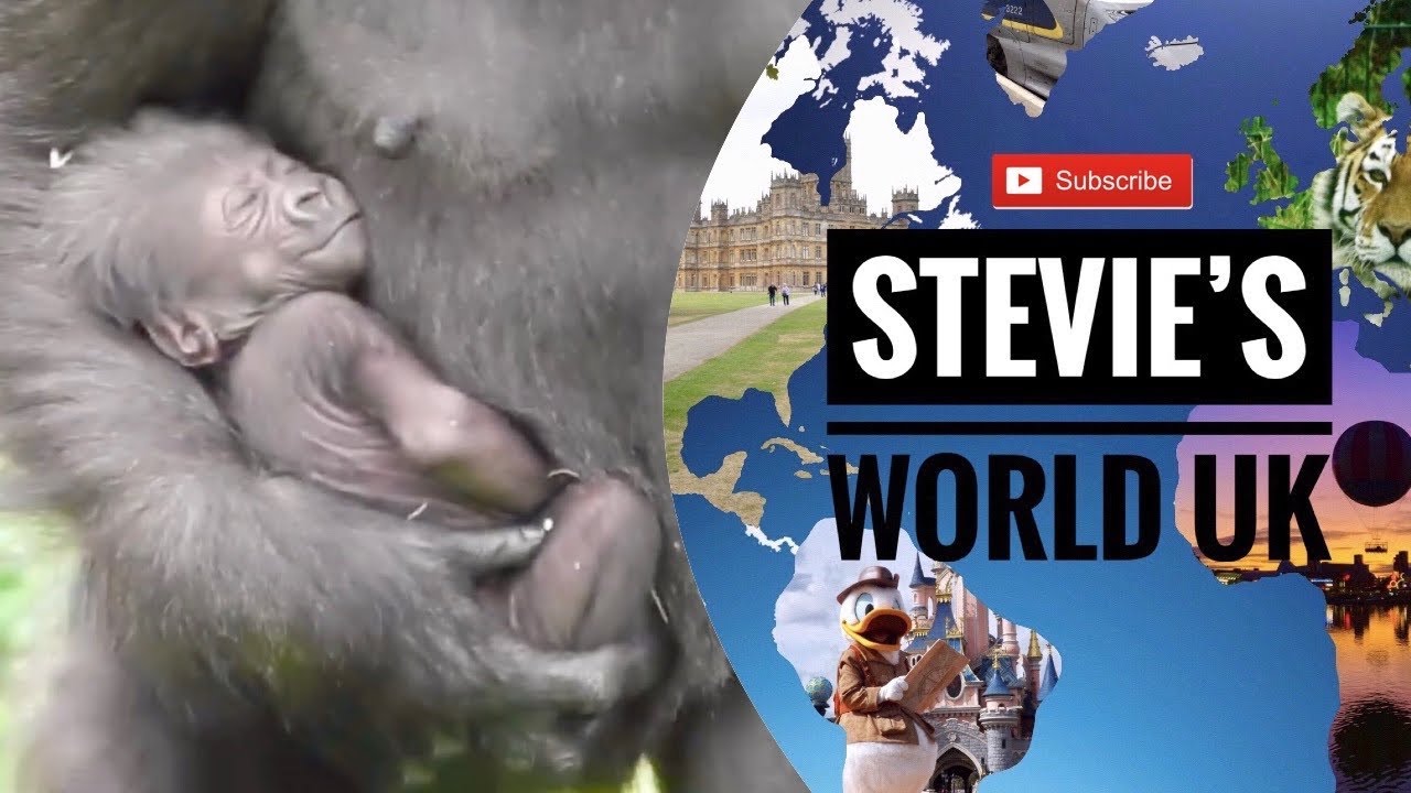 BABY GORILLA BORN AT BRISTOL ZOO AUGUST 2020