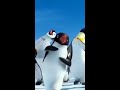 Penguin dance / joget penguin lucushorts Mp3 Song