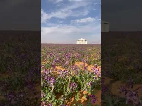 الخزامى ورائحتها النفاذة قرب محطة المديد بين سامودة ولينة اللهم لك الحمد