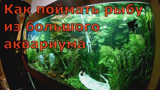 Как поймать рыбу из большого аквариума.