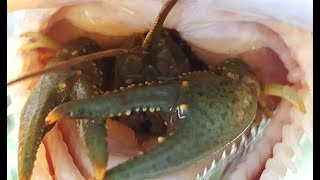 How to rig crawfish for catfish and bass! 