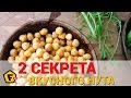 КАК ПРАВИЛЬНО ВАРИТЬ НУТ - как замочить турецкий горох - как очистить нут