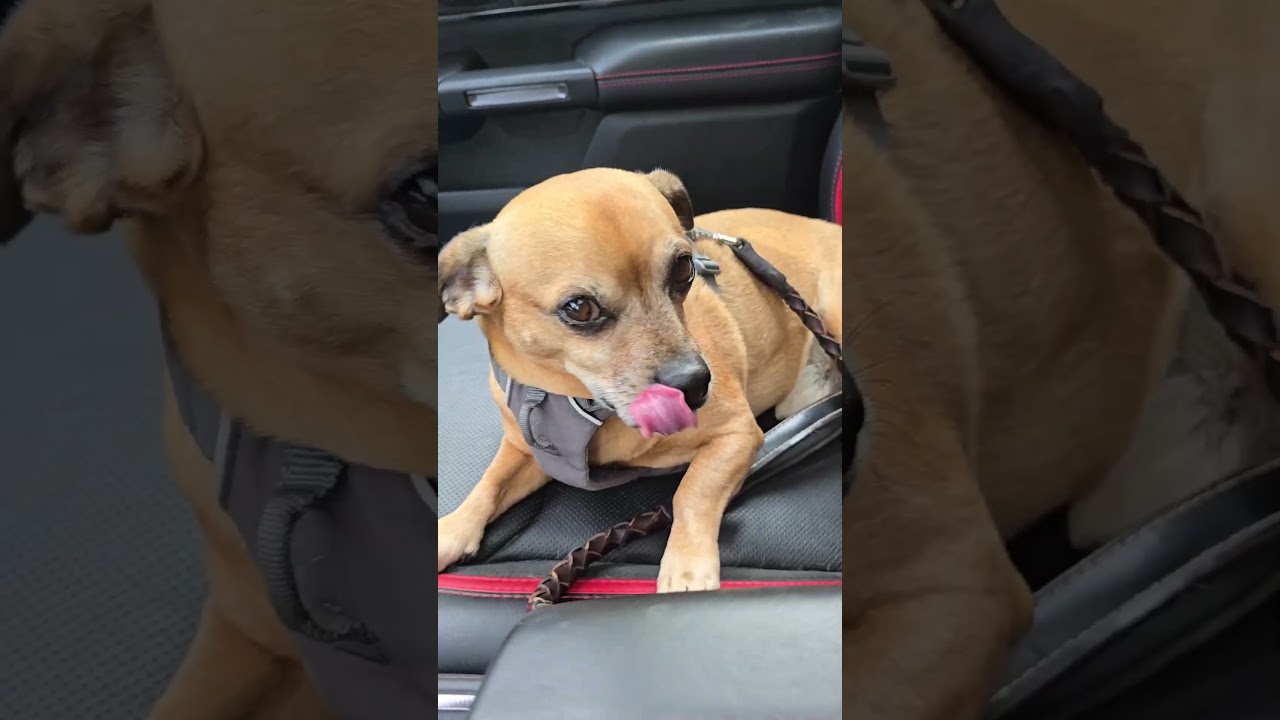 Minion sees the vet for a follow up 