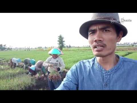 BEGINI CARA PANEN BAWANG MERAH DI BREBES