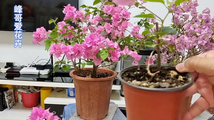 分享讓三角梅小苗快速長大、長出漂亮形狀的管理和修剪方法！ - 天天要聞