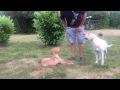 How to teach a puppy to lie down. Best way to teach a dog DOWN. without a command How to teach a puppy to lie down. Best way to teach a dog DOWN. without a command