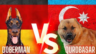 Doberman Vs Qurdbasar Kurtbasar Gurdbasar Köpekleri İti Öpek