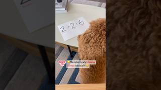 Cute and Funny Poodle Shorts | Mini Poodle Math #doglover #cute #dog
