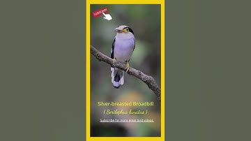 #shorts  Amazing Birds of Thailand   The  Silver-breasted Broadbill   #bird #birdphotography