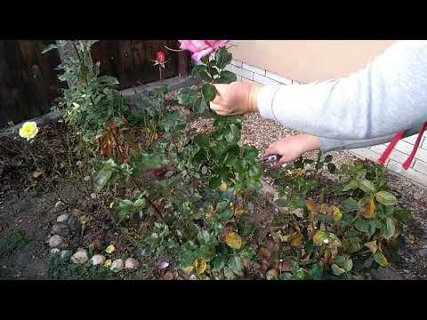 Videó: Hogyan Szárítsuk Meg A Rózsákat
