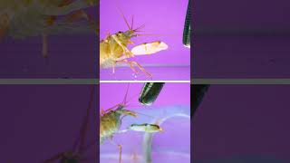 Snapping shrimp, aka “pistol shrimp” launching cavitation bubbles