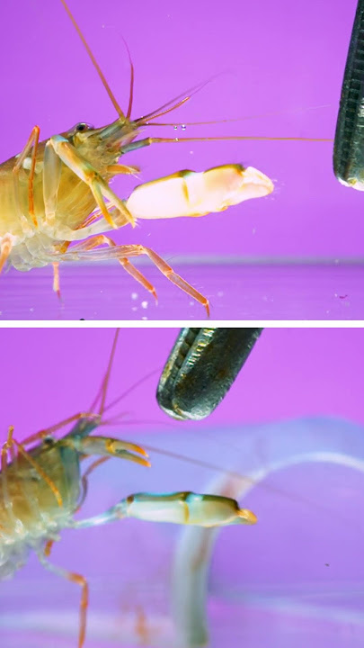 Snapping shrimp, aka “pistol shrimp” launching cavitation bubbles