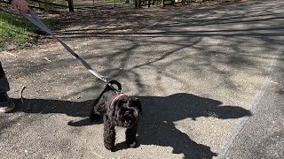 Nervous reactive dog. focus work, and introducing recall by K9 boot camp, Andi Jackson 307 views 9 days ago 12 minutes, 6 seconds