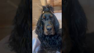 Gordon Setter: secrets of their extreme loyalty #dog #shorts