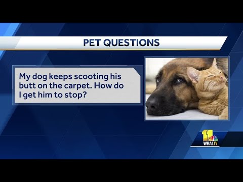 Dog Licking Butt Causes And What You Should Do Petdt