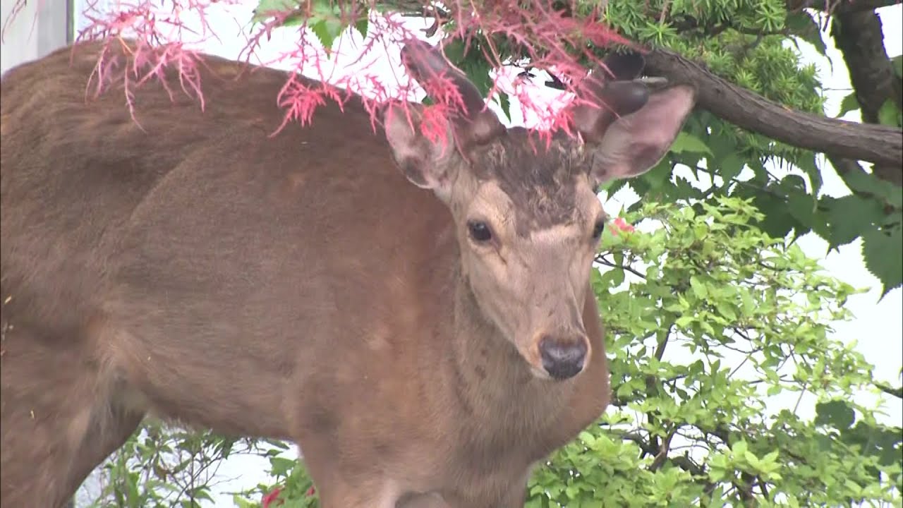 天然日本鹿 ラグ 地走りマダラ 天然日本鹿 ラグ 地走りマダラ 2025年