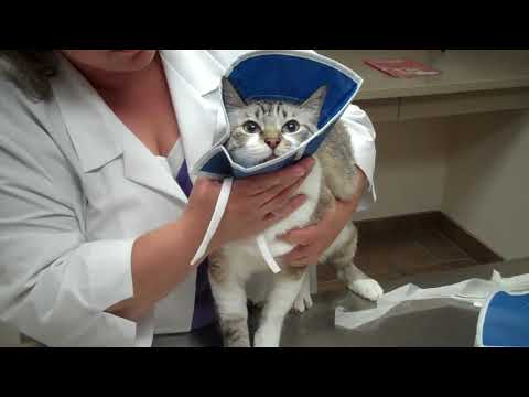 Placing E Collar on a Cat