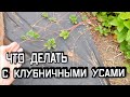 Усики Клубники - Нужно ли Их Обрезать - Что Делать с Клубничными Усами - Как Размножить Клубнику