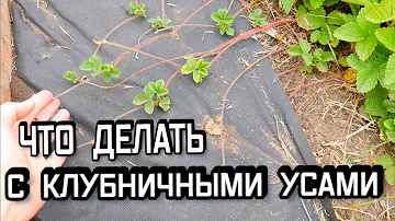 Усики Клубники - Нужно ли Их Обрезать - Что Делать с Клубничными Усами - Как Размножить Клубнику