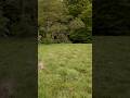 #rain #4k #nature #walking #derry #naturewalk #4kwalk #asmr #peaceful #forest #woods