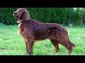 Ирландский сеттер - активная охотничья собака, с аристократической внешностью