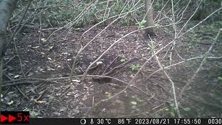 Pups of Japanese Raccoon Dog Tirelessly Frolic around the Forest in Mid Summer by sigma1920HD 7 views 11 days ago 10 minutes, 54 seconds