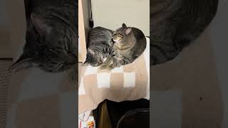 Their favorite hobby is… #cat #catlove #love #catshorts #cute #cutecat #cutekitty  #rescuecats