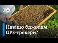 Крадіжка бджіл: як з цим борються пасічники у Франції  - "Європа у фокусі" | DW Ukrainian