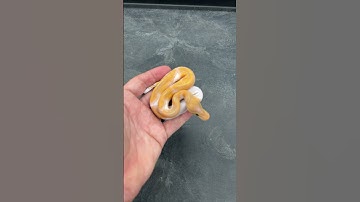 Introducing the Coral Glow Bongo Pied!  Look at these colors!