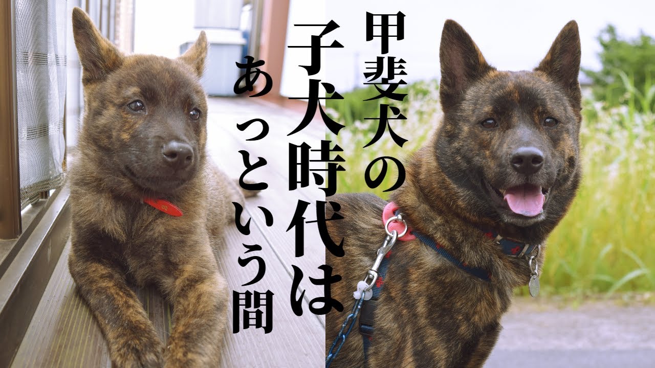 再アップ 甲斐犬ハルヱの子犬時代 まるで熊の子みたいで可愛いかったです 甲斐犬 柴犬 Youtube