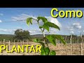 Como plantar MARACUJÁ - passo a passo #Comigo