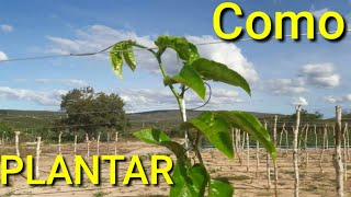 Como plantar MARACUJÁ - passo a passo #Comigo