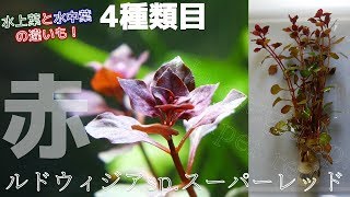 【水草】ルドウィジアsp.スーパーレッドを導入！赤い草なのに、育成が簡単らしい【ふぶきテトラ】