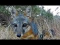 The adorable island fox santa rosa island channel islands national park