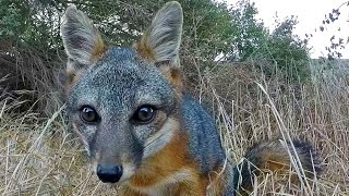 The island fox (urocyon littoralis) from santa rosa littoralis
santarosae) in channel islands national park was recently on brink of
...