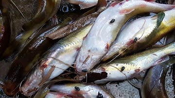 Hướng dẫn mổ cá Lăng nhanh và sạch.