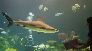 Shark reef Dive talk 5/16/24