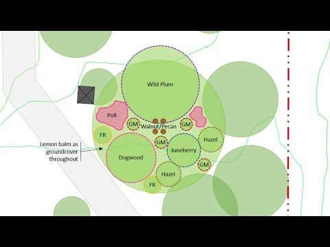 Video: Informații despre pecan Tree Juglone: arborii pecan sunt toxici pentru alte plante