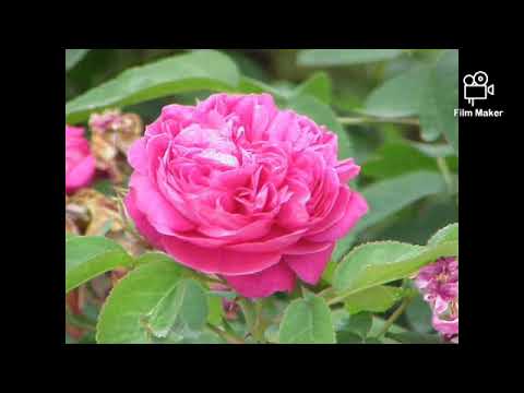 هو انتي لسه بتسألي