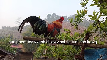 4 tug qaib dib txuam qaib qus qua zoo (23884566)