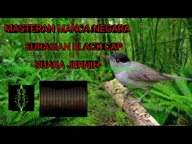MASTERAN AMPUH!!! BURUNG MANCA NEGARA EURASIAN BLACKCAP SUARA JERNIH AUDIO MP3 class=