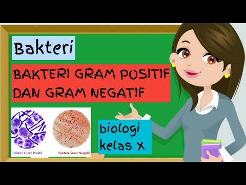 Bakteri Gram Positif Dan Bakteri Gram Negatif | Biologi Kelas 10