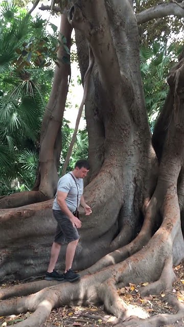 Вила Ормонд /Сан Ремо/великолепени екземпляр от Ficus Macrophylla и ...
