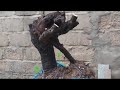 M623. Gl cây cẩm thị 400k LH 0707713796 Khương bonsai