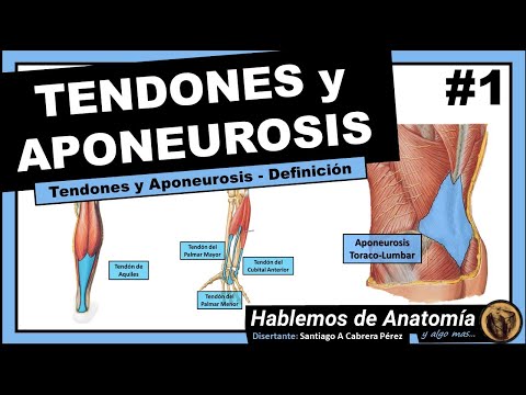 Video: ¿La aponeurosis es un tendón?