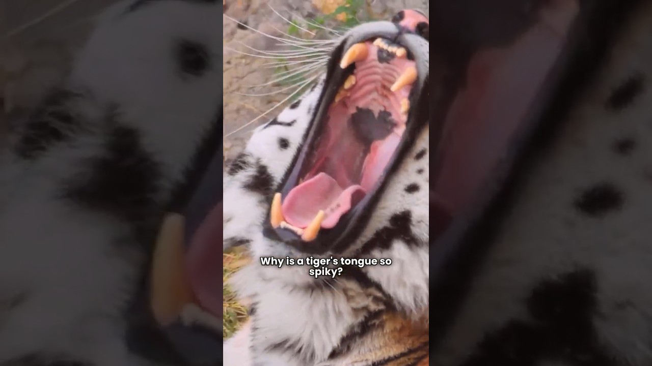 Why Tigers Have Spiky Tongues: The Truth Behind Their Sandpaper Touch 